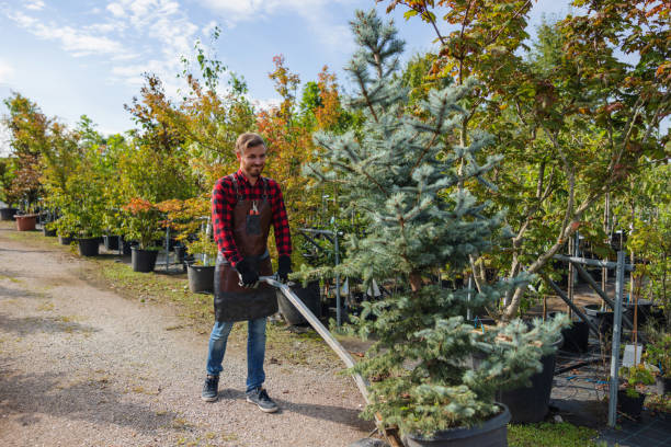 How Our Tree Care Process Works  in  Palmer, TX