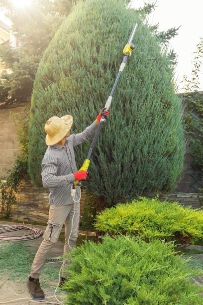Best Hedge Trimming  in Palmer, TX